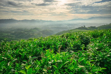 The tea plantations background, tea leaves in tea plantation , Tea plantations in morning light, Bao Loc, Lam Dong, Vietnam
