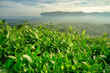 Fototapeta premium The tea plantations background, tea leaves in tea plantation , Tea plantations in morning light, Bao Loc, Lam Dong, Vietnam