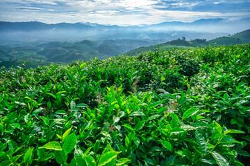 The tea plantations background, tea leaves in tea plantation , Tea plantations in morning light, Bao Loc, Lam Dong, Vietnam