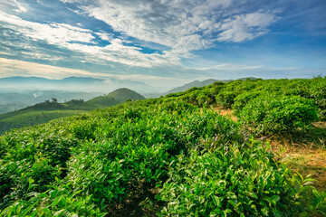 The tea plantations background, tea leaves in tea plantation , Tea plantations in morning light, Bao Loc, Lam Dong, Vietnam