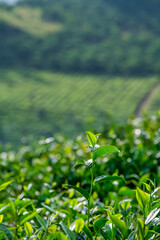 The tea plantations background, tea leaves in tea plantation , Tea plantations in morning light, Bao Loc, Lam Dong, Vietnam