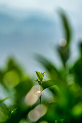 The tea plantations background, tea leaves in tea plantation , Tea plantations in morning light, Bao Loc, Lam Dong, Vietnam