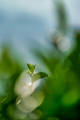 The tea plantations background, tea leaves in tea plantation , Tea plantations in morning light, Bao Loc, Lam Dong, Vietnam