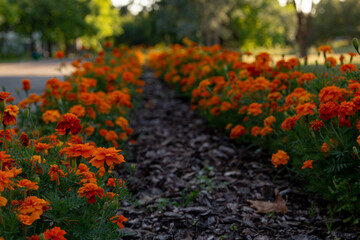 beautiful view of the alley of flowering marigolds