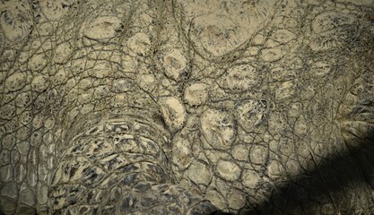 crocodile skin texture for background, selective focus, close up 
