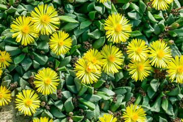 Hereroa Tugwelliae a succulent cactus flowering plant with a yellow flower commonly known as Prince Albert Vygie, stock photo image