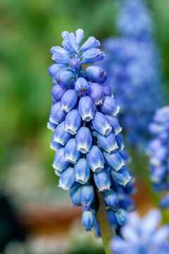 Muscari Cyaneo Violaceum a spring flowering perennial bulbous plant with a blue springtime flower commonly known as Armenian grape hyacinth, stock photo image
