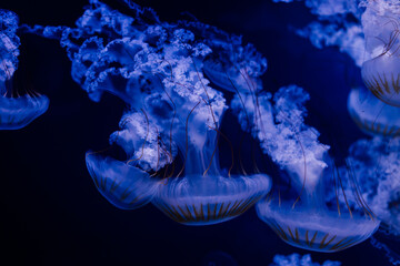 A group of light blue jellyfish swimming in a water