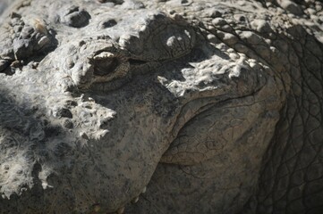 close up view of crocodile eye and skin texture for background, selective focus 