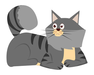 Grey cat laying. Cute pet with fluffy tail