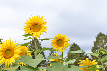 山田ひまわり園