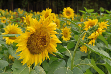 山田ひまわり園
