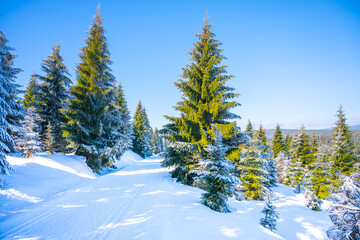Cross country skiing track in winter