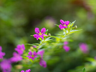 Green lawn in a colorful landscape formal garden. Beautiful Garden.