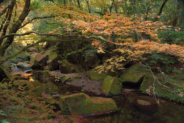 秋の深耶馬溪・山移川支流沿いの紅葉