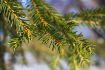 Fir tree in sunny lights. green branches with needles close up