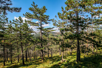 Mountain landscape with lots of trees. Nature view.