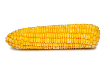 Sweet yellow corn natural isolated on the white background