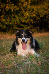 Border collie is lying in the grass. He is so crazy dog on trip.