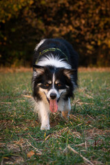 border collie is running in the field in the nature, in mountain in czech republic. She is very happy.