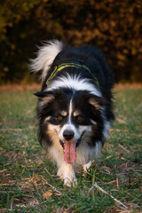 Fototapeta premium border collie is running in the field in the nature, in mountain in czech republic. She is very happy.