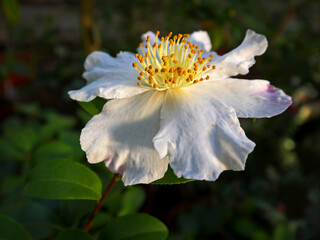 White flowers (Camellia Japonica) blooming close-up. Beautiful delicate plant blossom in the garden.