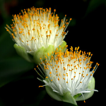 Close-up white flower of Haemanthus albiflos. Beautiful blossom has view as paintbrush.