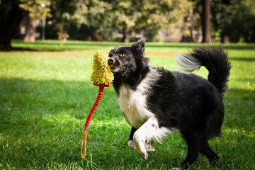 Border collie is playing in the summer nature. summer photoshooting in park.