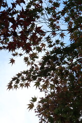 奈良の綺麗な紅葉