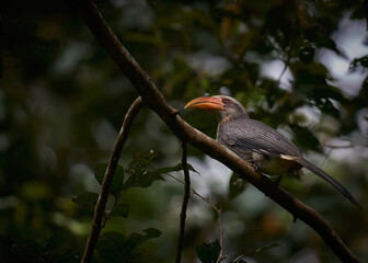 Grey Hornbill perched in tree in a dense forest 