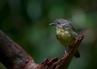 Brown Cheeked Fulvetta bird after a bath 