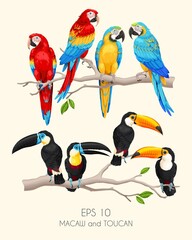 Vector set of high detailed macaw and toucan