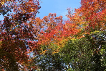 奈良のカラフルな紅葉
