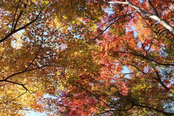 奈良のカラフルな紅葉