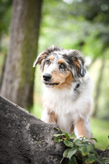 Puppy of australian shepherd is sitting in the nature. Summer nature in park.
