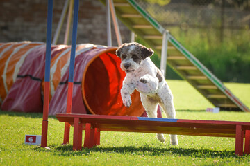 Dog is jumping over the hurdles. Amazing day on czech agility privat training
