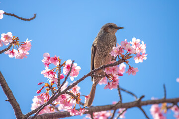 東京都　河津桜とヒヨドリ