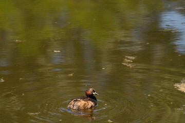 The Little Grebe (Tachybaptus ruficollis)