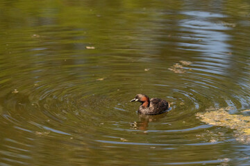 The Little Grebe (Tachybaptus ruficollis)