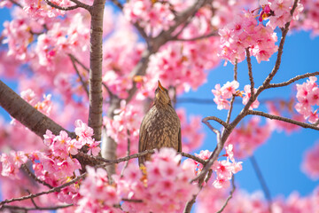 東京都　河津桜とヒヨドリ