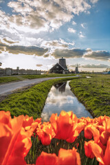 Traditional Dutch windmills with tulips against sunset in Zaanse Schans, Amsterdam area, Holland