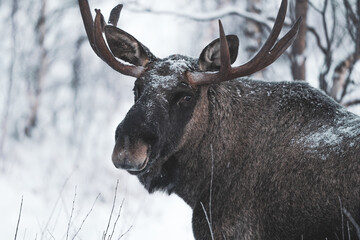 moose in the forest winter in lapland