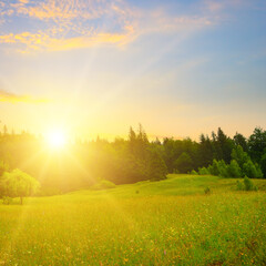 Meadow with flowering herbs, coniferous forest and sunset .