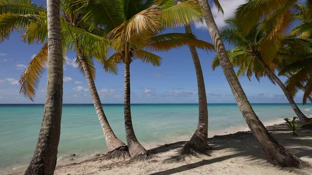 Dominican republic beaches, island beach, The best beaches in the world Beautiful palm trees on the shore of the blue sea. Atlantic Ocean, the beaches of Punta Cana. Caribbean turquoise sea water