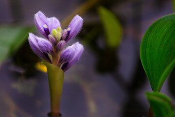 Obraz premium close up of purple flower