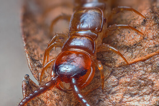 Close up of Lithobius forficatus, most commonly known as the brown centipede or stone centipede, is a common European centipede of the family Lithobiidae. Closeup shot of centipede