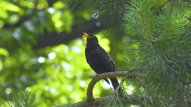 eurasian blackbird (turdus merula) sits on a pine branch in the forest on a blurred green background. natural sound