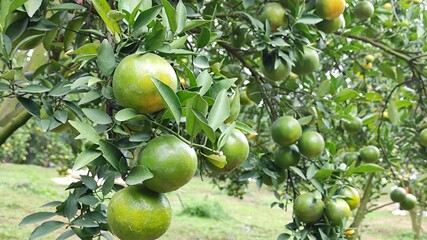Oranges in orange orchards are grown for agriculture.