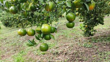 Oranges in orange orchards are grown for agriculture.