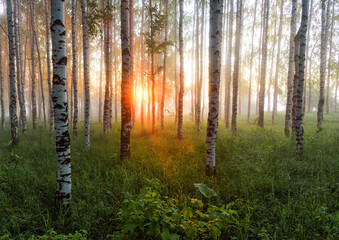 Obraz premium morning in the woods